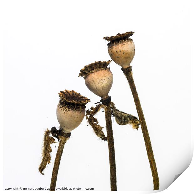 Dry poppy heads Print by Bernard Jaubert