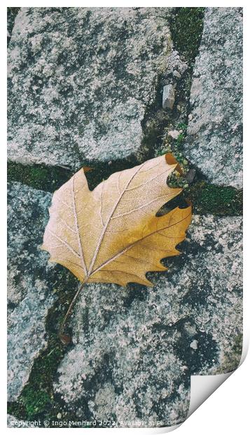 Single orange leaf on the ground Print by Ingo Menhard