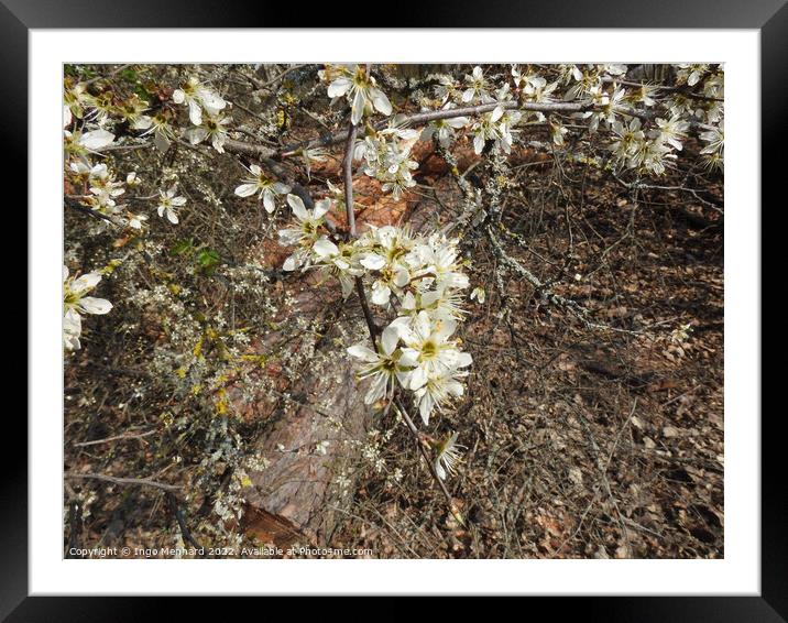 Selective focus shot of white flowers on branches in the garden Framed Mounted Print by Ingo Menhard