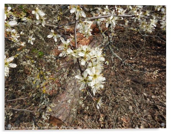 Selective focus shot of white flowers on branches in the garden Acrylic by Ingo Menhard