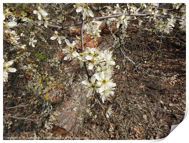 Selective focus shot of white flowers on branches in the garden Print by Ingo Menhard