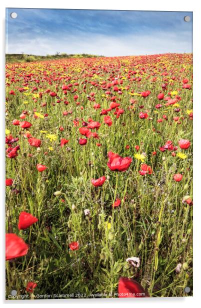 The spectacular poppy fields on West Pentire in Ne Acrylic by Gordon Scammell