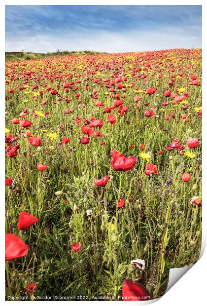 The spectacular poppy fields on West Pentire in Ne Print by Gordon Scammell