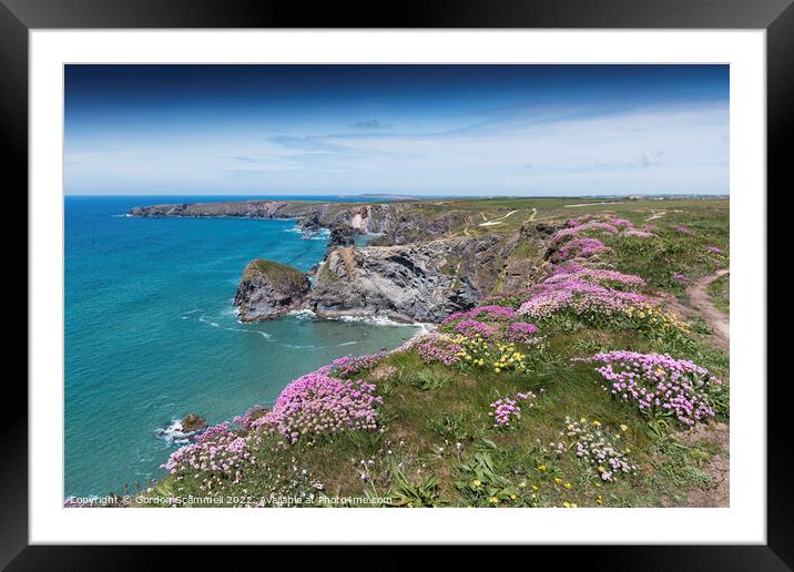 Sea Thrift growing on the coast at Bedruthan Steps Framed Mounted Print by Gordon Scammell