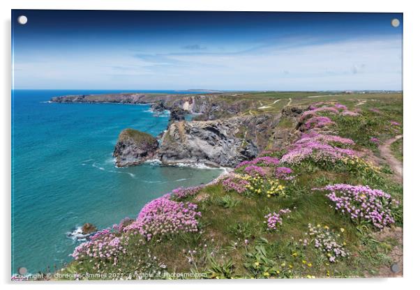 Sea Thrift growing on the coast at Bedruthan Steps Acrylic by Gordon Scammell