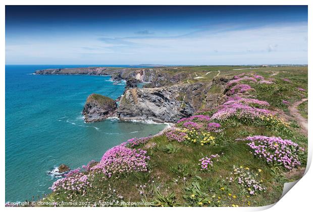 Sea Thrift growing on the coast at Bedruthan Steps Print by Gordon Scammell