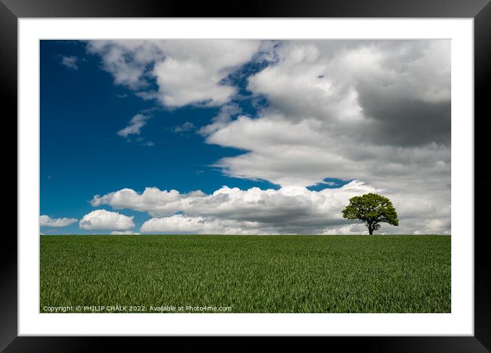 Lone tree in a green field 719 Framed Mounted Print by PHILIP CHALK