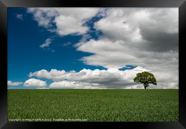 Lone tree in a green field 719 Framed Print by PHILIP CHALK
