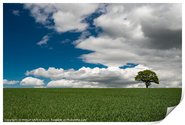 Lone tree in a green field 719 Print by PHILIP CHALK
