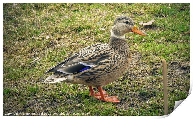 Closeup shot of a beautiful wild mallard on green grass Print by Ingo Menhard