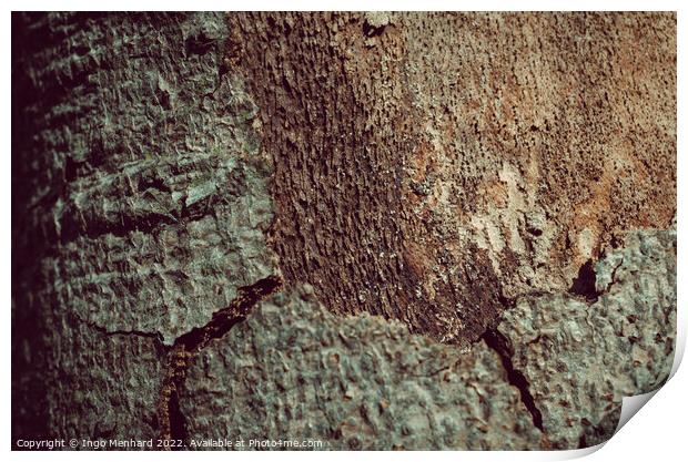 Tree trunk bark texture background Print by Ingo Menhard