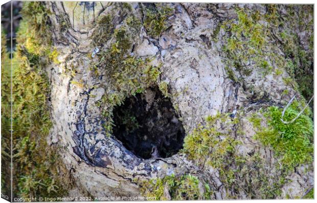 Closeup shot of a hole on a tree with some green moss co-exist with te tree Canvas Print by Ingo Menhard