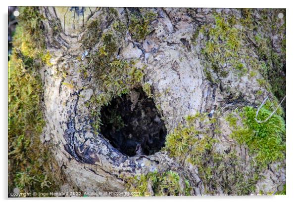 Closeup shot of a hole on a tree with some green moss co-exist with te tree Acrylic by Ingo Menhard