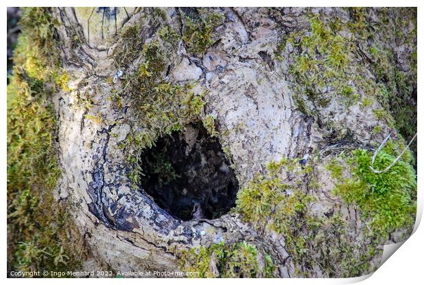 Closeup shot of a hole on a tree with some green moss co-exist with te tree Print by Ingo Menhard