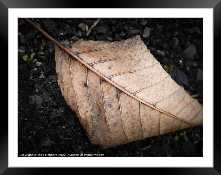 Brown leaf in autumn Framed Mounted Print by Ingo Menhard