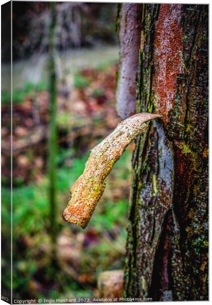 Shallow focus shot of a tree texture Canvas Print by Ingo Menhard