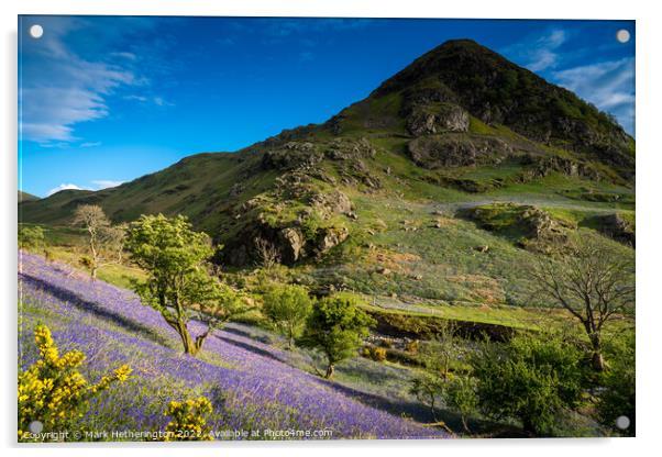 Rannerdale Bluebells Acrylic by Mark Hetherington