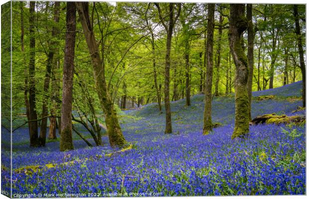 Fishgarths Woods Bluebells Canvas Print by Mark Hetherington