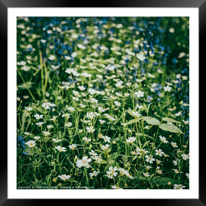 wild spring flowers Framed Mounted Print by mark Smith
