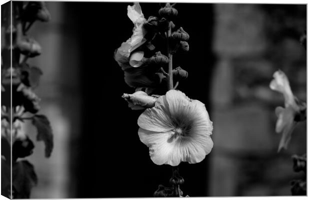 Closeup of a Hollyhock in black and white Canvas Print by youri Mahieu