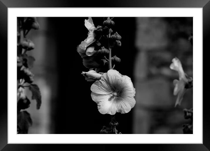 Closeup of a Hollyhock in black and white Framed Mounted Print by youri Mahieu