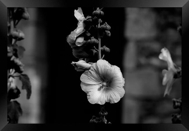 Closeup of a Hollyhock in black and white Framed Print by youri Mahieu