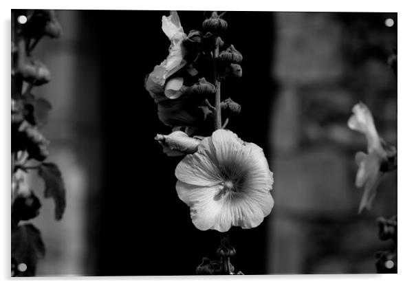 Closeup of a Hollyhock in black and white Acrylic by youri Mahieu