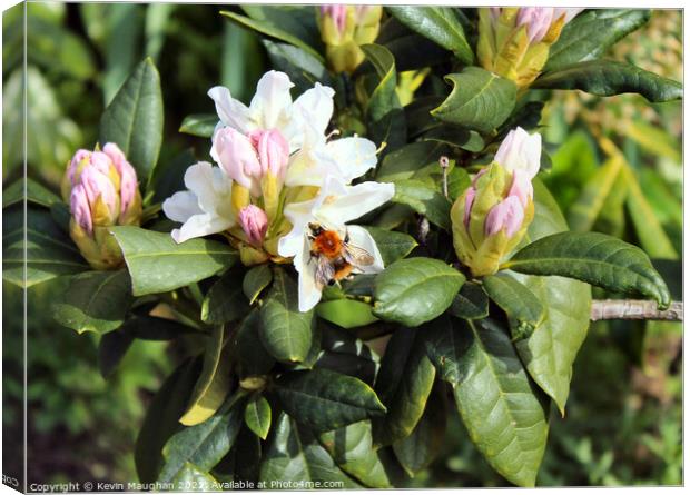 Buzzing Rhododendron Beauty Canvas Print by Kevin Maughan