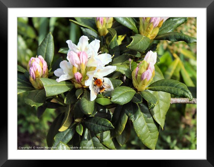 Buzzing Rhododendron Beauty Framed Mounted Print by Kevin Maughan