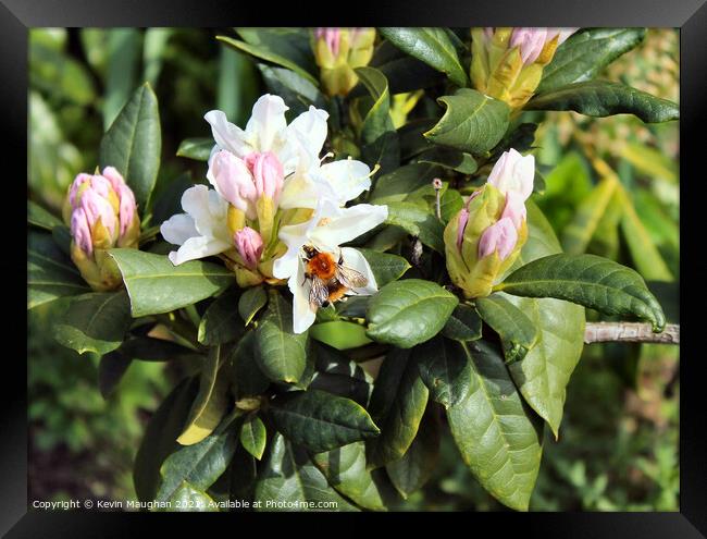 Buzzing Rhododendron Beauty Framed Print by Kevin Maughan
