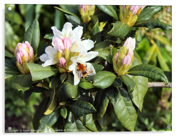 Buzzing Rhododendron Beauty Acrylic by Kevin Maughan