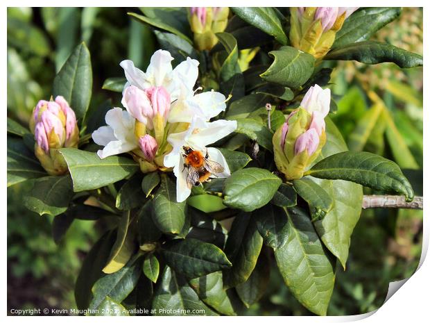 Buzzing Rhododendron Beauty Print by Kevin Maughan