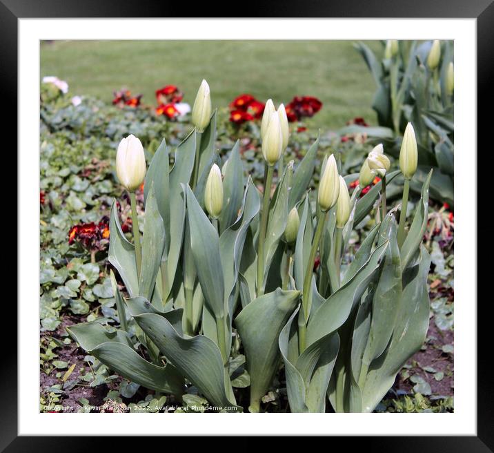 Tulips Ready To Blossom Framed Mounted Print by Kevin Maughan
