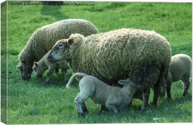 A herd of sheep standing on top of a lush green field Canvas Print by louis bertrand