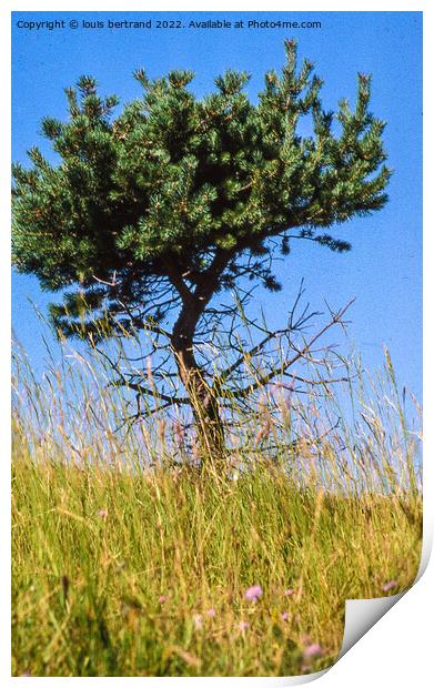 Plant tree Print by louis bertrand