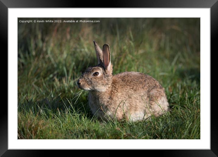 Wild rabbit chewing grass Framed Mounted Print by Kevin White