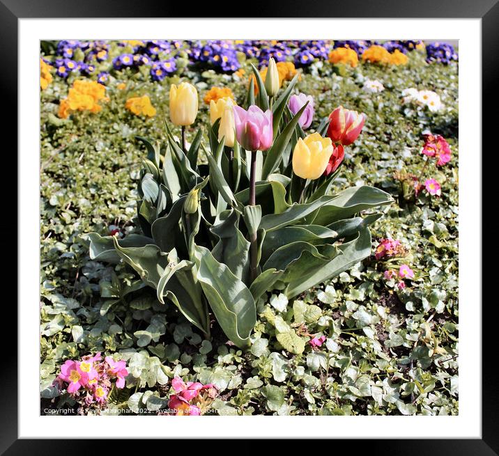 Tulips In Bloom Framed Mounted Print by Kevin Maughan
