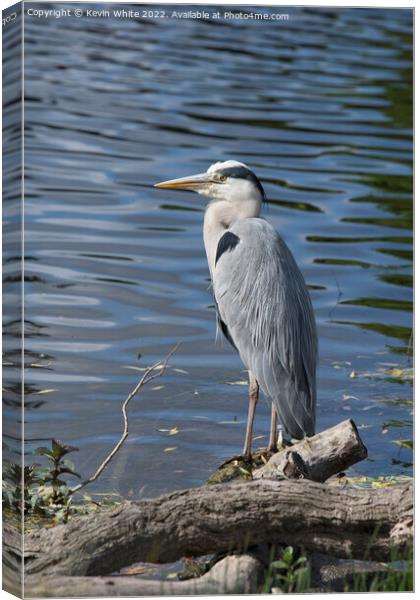 Grey Heron perched on edge of pond Canvas Print by Kevin White