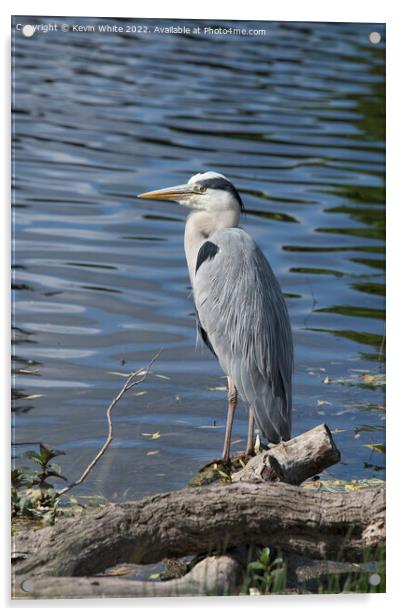 Grey Heron perched on edge of pond Acrylic by Kevin White