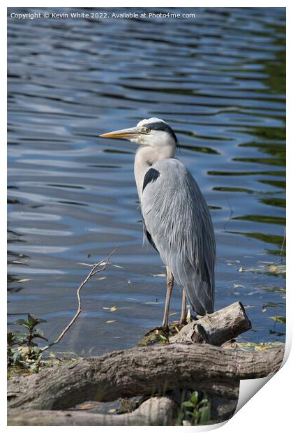 Grey Heron perched on edge of pond Print by Kevin White