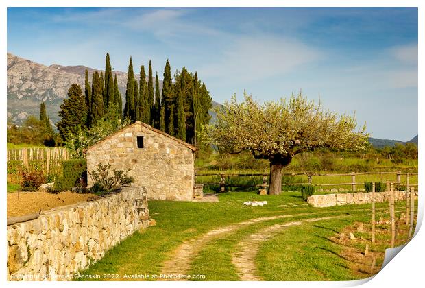 Vineyard in croatian mountain valley. Early summer. Print by Sergey Fedoskin