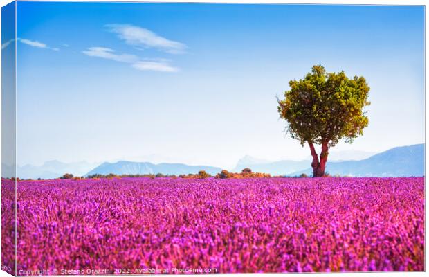 Lavender in bloom and lonely tree. Provence, France Canvas Print by Stefano Orazzini