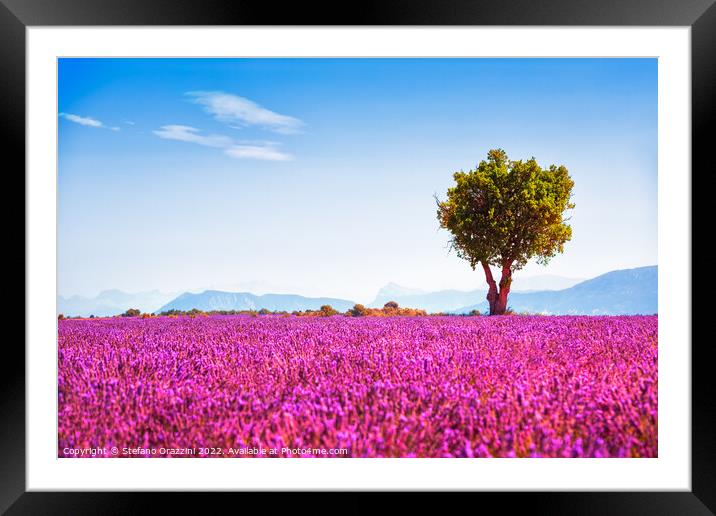 Lavender in bloom and lonely tree. Provence, France Framed Mounted Print by Stefano Orazzini