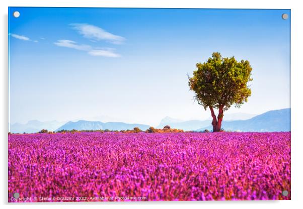Lavender in bloom and lonely tree. Provence, France Acrylic by Stefano Orazzini
