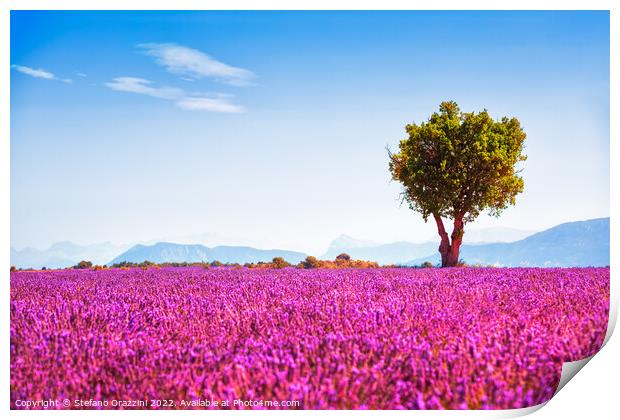 Lavender in bloom and lonely tree. Provence, France Print by Stefano Orazzini