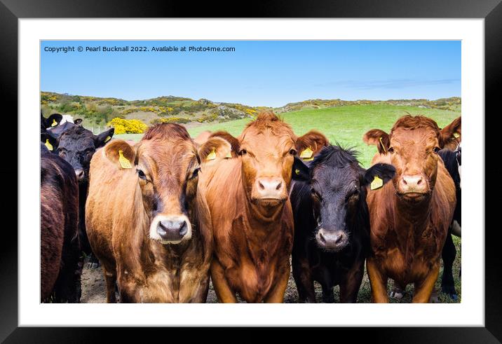 Inquisitive  Cattle Farm Animals in Countryside Framed Mounted Print by Pearl Bucknall