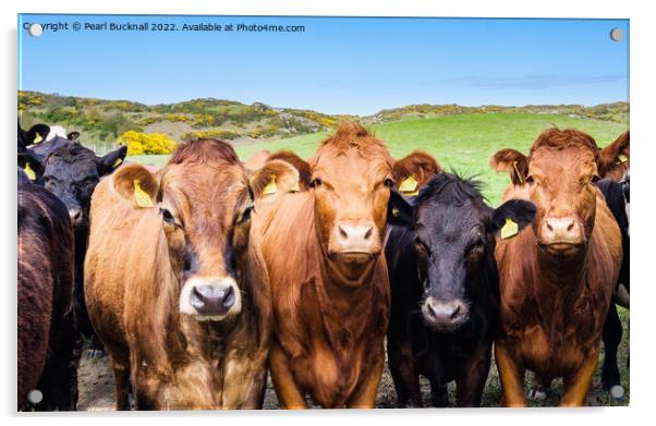Inquisitive  Cattle Farm Animals in Countryside Acrylic by Pearl Bucknall