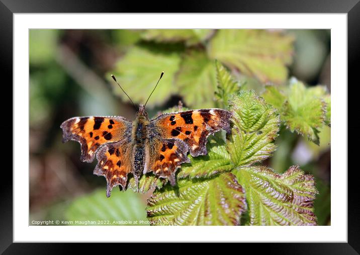 The Comma Butterfly Close Up Framed Mounted Print by Kevin Maughan