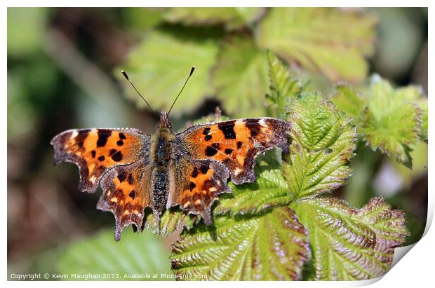 The Comma Butterfly Close Up Print by Kevin Maughan