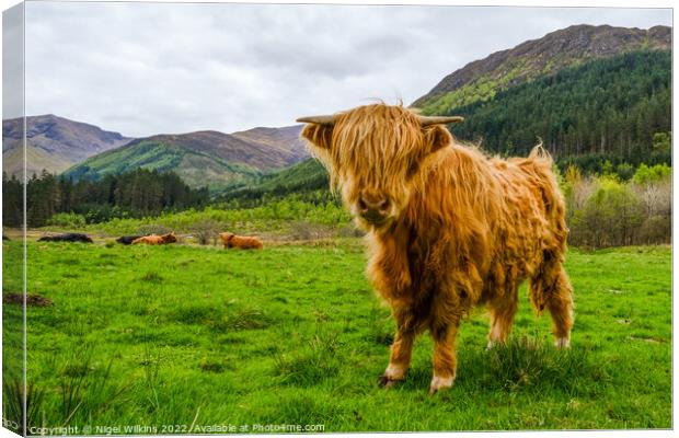 Highland Coo Canvas Print by Nigel Wilkins